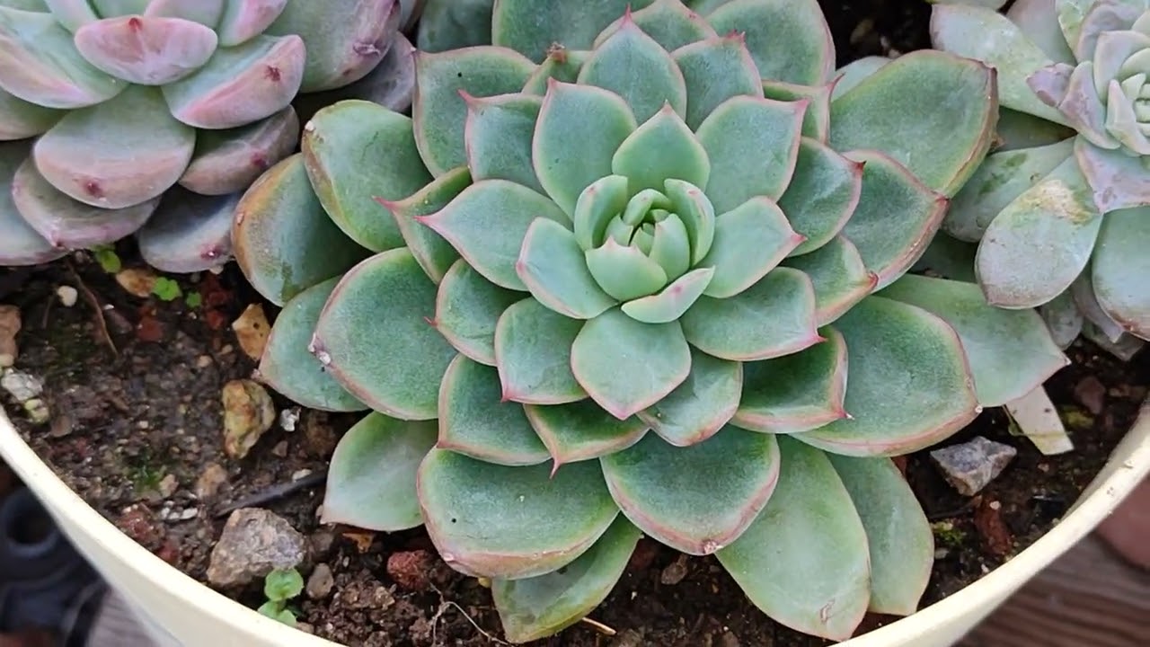 Uzun bir aradan sonra teras turu❤ iyi seyirler🌺🌿🌹#succulent #kontrolvlog#youtube #benionecikar 