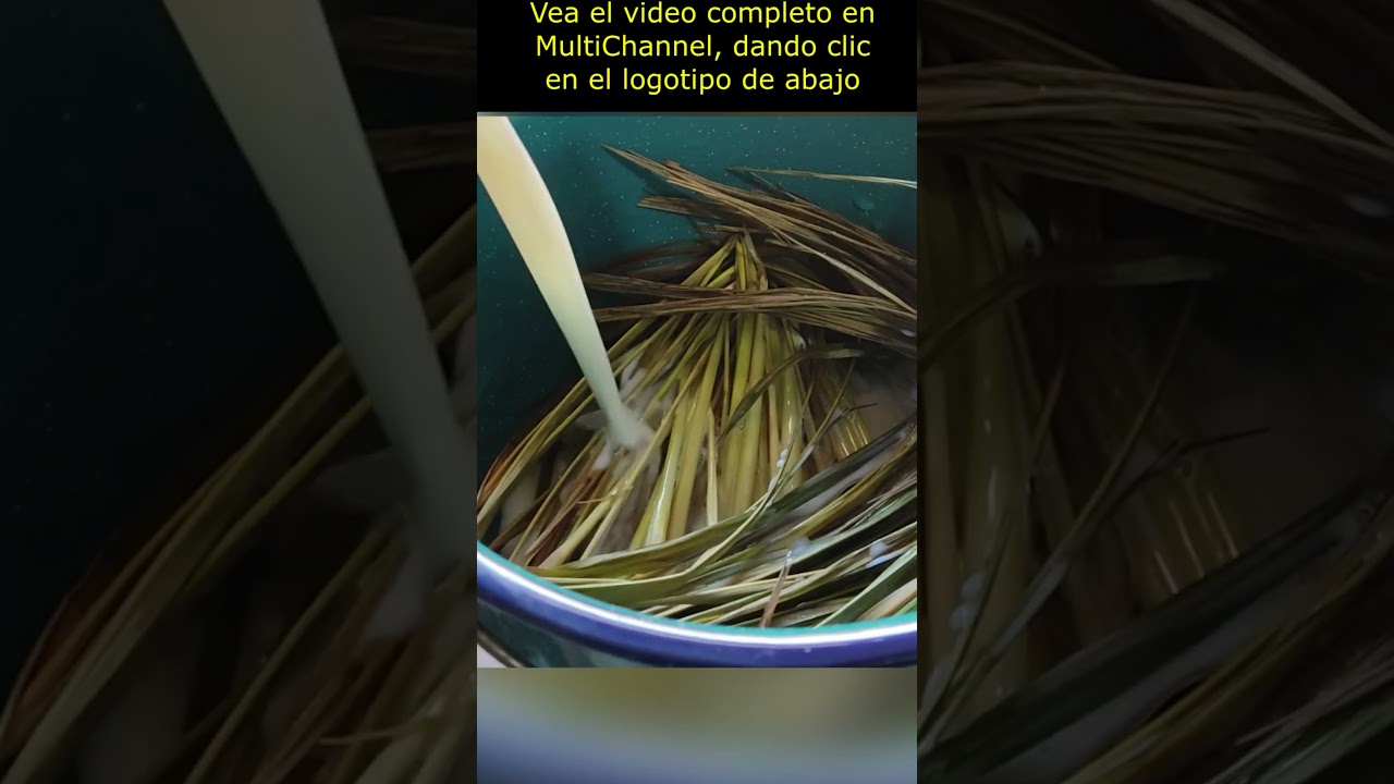 CÓMO PREPARAR EL TÉ DE ZACATE LIMÓN CON FINES MEDICINALES