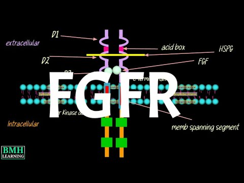 Video: Var finns fibroblasttillväxtfaktorreceptorer?