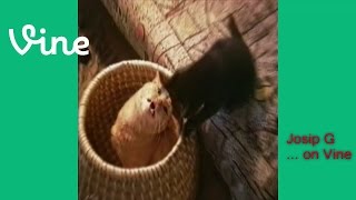 Vine Videos - Funny Cats - Josip G ... On Vine