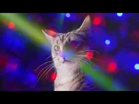 ❤10ЧАСОВ❤  #ДИСКОТЕКА КОШЕК#  Meow Mix song