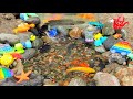 Catching channa fish, toman fish, catfish, betta fish, ornamental fish, koi fish, ducks, lobsters