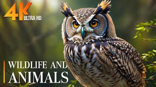 Ultimate Wild Animals on Planet 4K 🌿Relaxing wild scene in nature with soothing soothing music by Rhythm Emotion 1,485 views 1 month ago 3 hours, 25 minutes