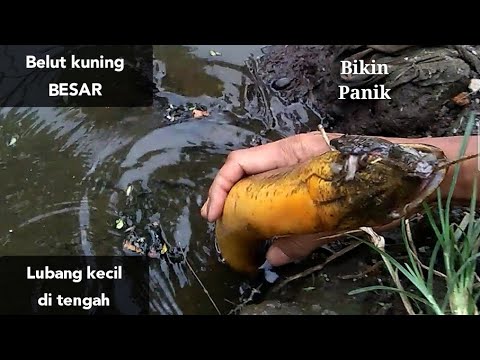 Mancing Belut Super Besar Rekor Terbaru Youtube