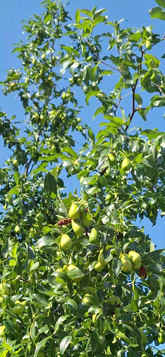 I just noticed that we can grow Jujube fruit tree in New York👍👍