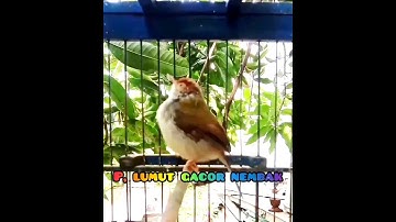 prenjak lumut nembak cari lawan