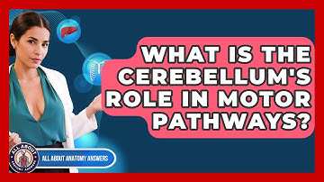 What Is The Cerebellum
