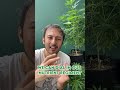 Why are my plant leaves curling? | #plants