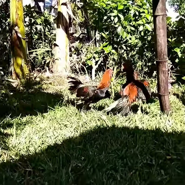 Ajaib sekali keok.. langsung matiii