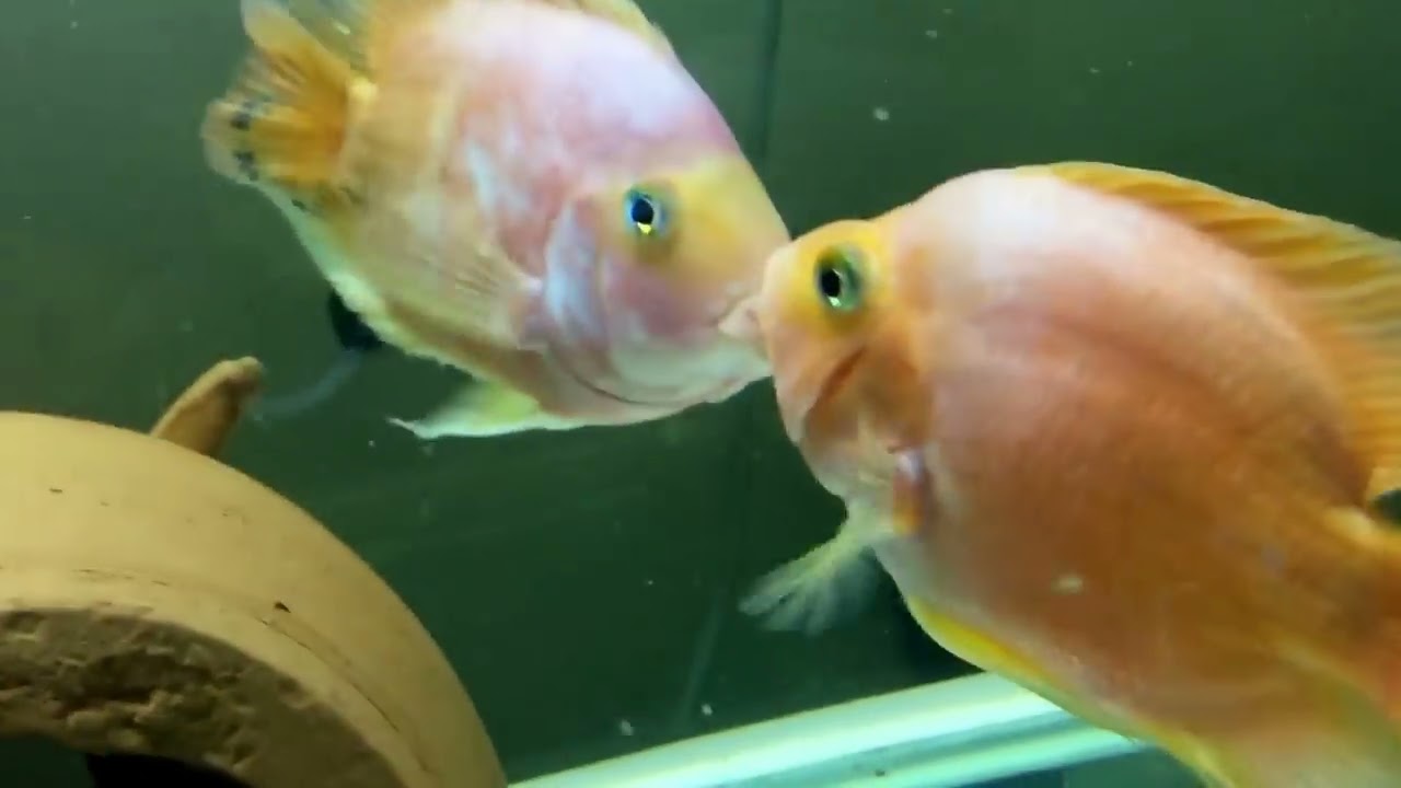 Parrot Fish Lip Lock kiss Fighting HD Video - YouTube.