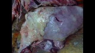 Пастереллезная пневмония у теленка паткартина. pasteurellosis pneumonia in calves