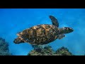 Positive Energy Cleanse 432Hz Music Enhance Self Love Healing Tone Ancient Frequency Music