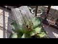 冬場に毎日水やりするとどうなるか？(屋外アガベ&多肉植物)　#アガベ実験