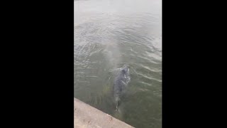 Boy Was Fascinated After Spotting A Whale In Montreal’s Old Port