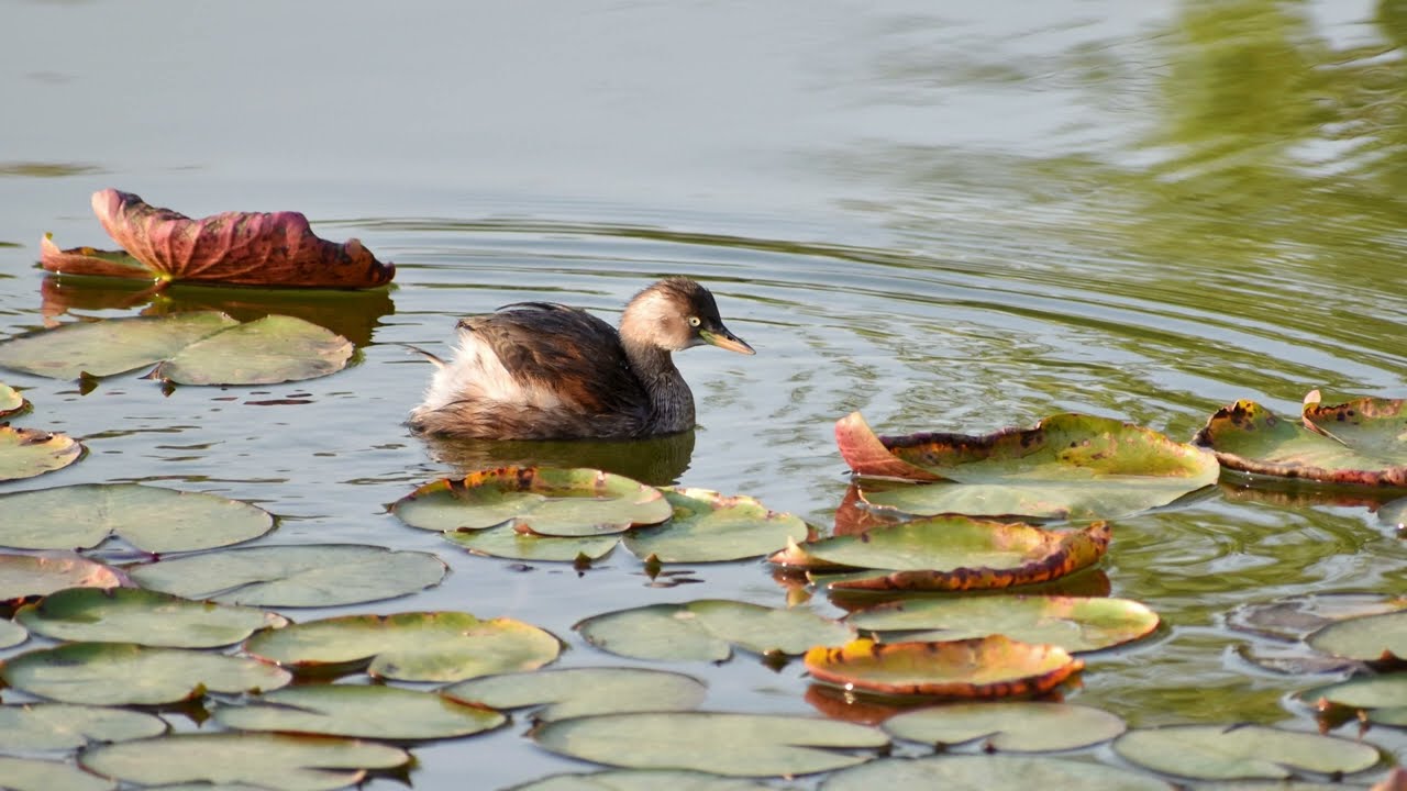 WILDLIFE - birds | Cute Little Grebe diving for food