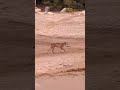 Tiny the bobcat meets up with her mate before they head off on a windy evening