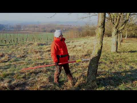 Aufbau Obstbaum 1