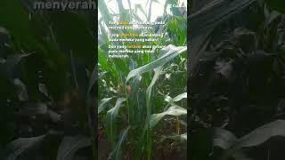 Motivasi Diri #motivasidiri #katakatabijak #musikvlog #shorts #beranda #hiburan#viral #jagung#petani