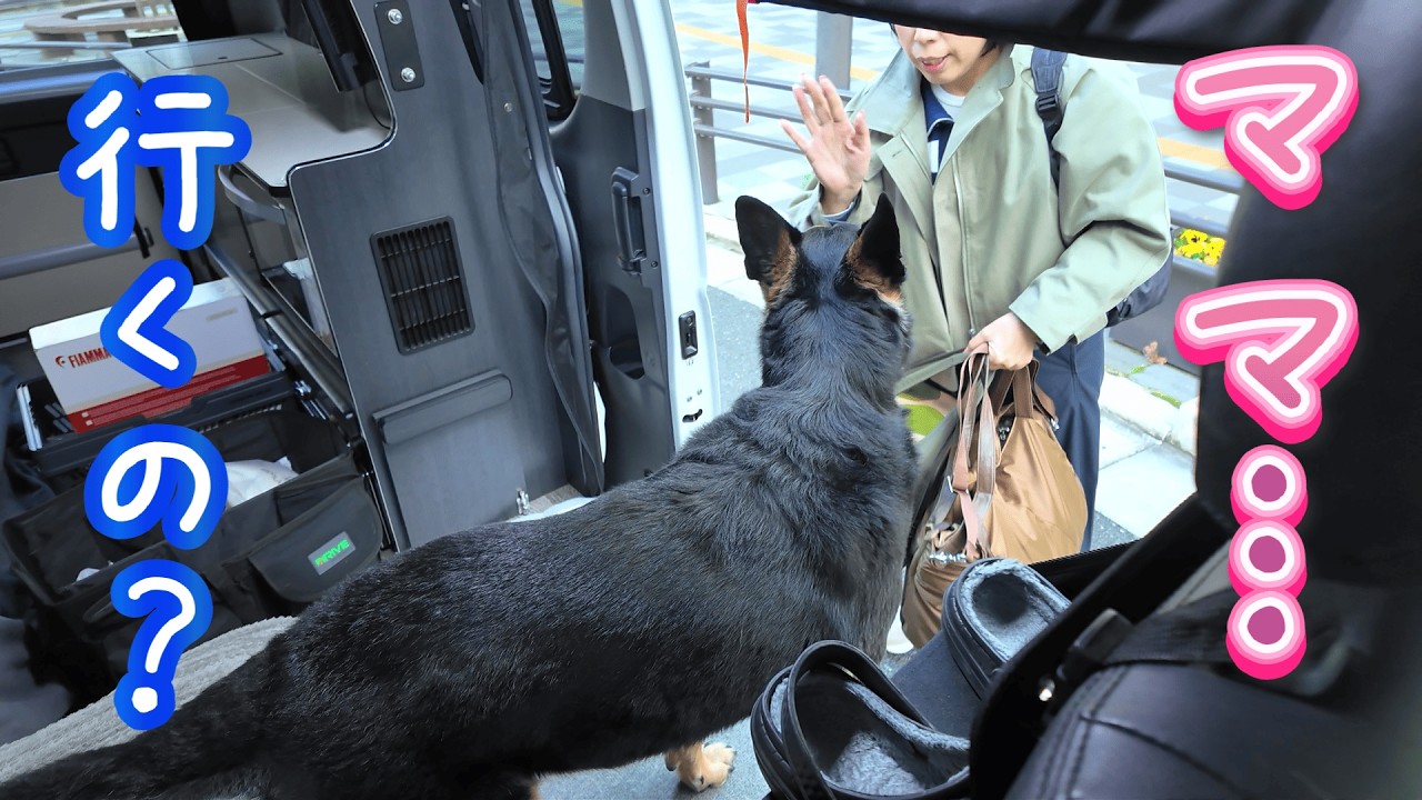 ママが旅行へ…愛犬をオヤジに任せた結果こうなりましたw【ジャーマンシェパード】