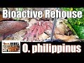 O.  philippinus Bioactive Rehouse