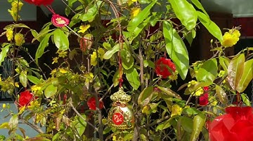 29 tết rước ông bà - Tết Nam Bộ - 2025