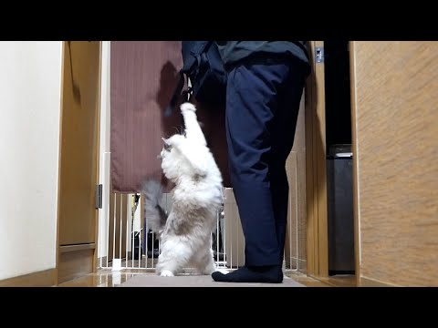 💨飼い主の帰宅が嬉しすぎてはしゃぐ猫…実は原因はアレでした…