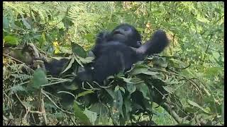 Gorilla trekking experience @explorewildlifeafrica-adve917