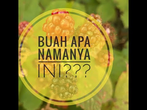 BANYAK BUAH, tapi ini namanya apa??? #musimbuah #panen #Obst