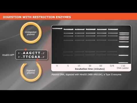 Cloning With Restriction Enzymes