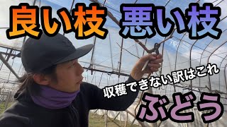 ぶどう良い枝悪い枝の見分け方〜初心者でも簡単！芽傷処理で収穫量UP〜