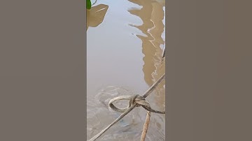 #Shorts Câu tôm càng xanh khủng