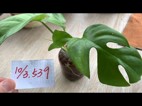 【園藝539】10月3日(二)小龜背芋水耕後不斷冒出新嫩芽！