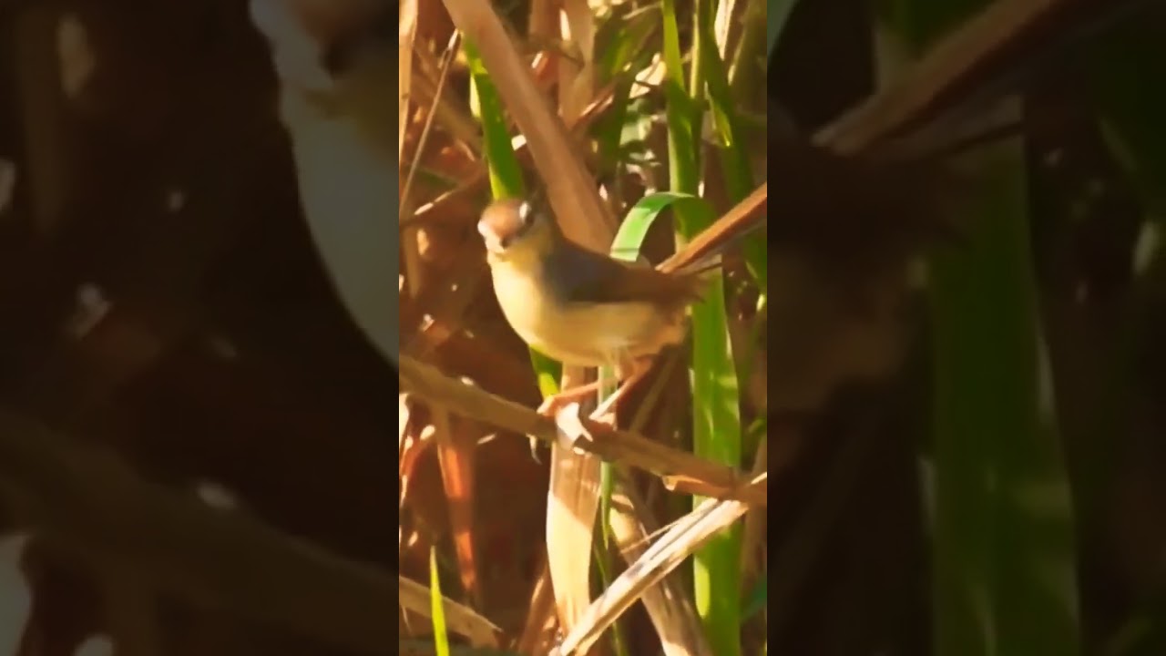 Plain prinia Birds Singing and Eating