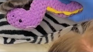 Meet the 'Prince' of the Oakland Zoo in California