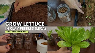 #111 : I Tried Growing Lettuce in LECA and the Result is Amazing | Grow Lettuce in Clay Pebbles