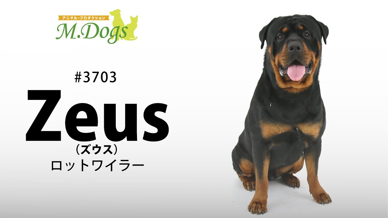 ペットモデル 動物プロダクションエムドッグス