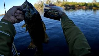 18.50 Smallmouth Bass Caught Using New INVASIVE LUREWORKS! (May 22, 2026)