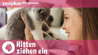 Katzenbabys ziehen ein: Tipps & Tricks zum Einzug, Kitten richtig füttern und erziehen | zooplus.de