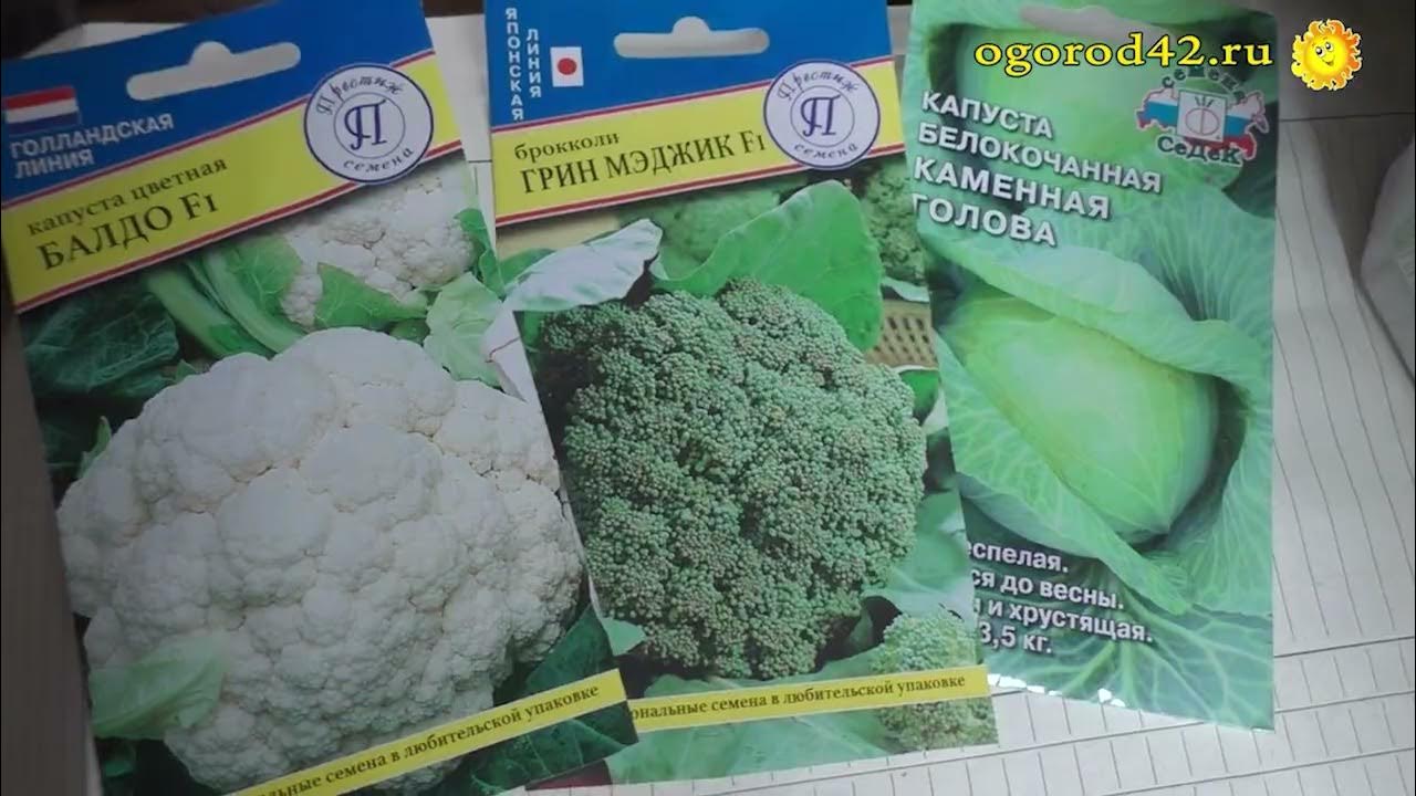 Когда посеять капусту на рассаду в 2024. Капуста посевной материал. Капуста 'Секома' НС. Когда сеять капусту. Когда сеять капусту на рассаду в Ленинградской области.