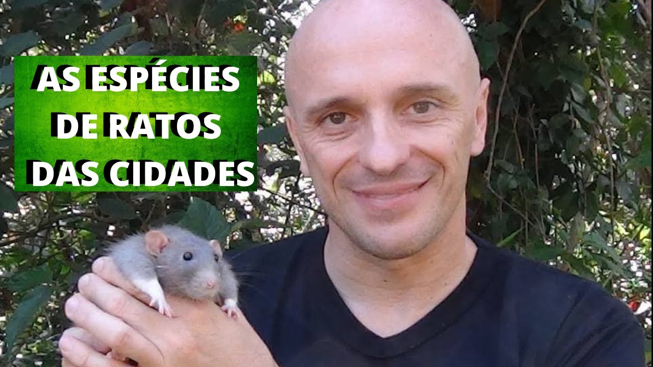 Espécies de Ratos - Conheça os Principais Tipos de Ratos