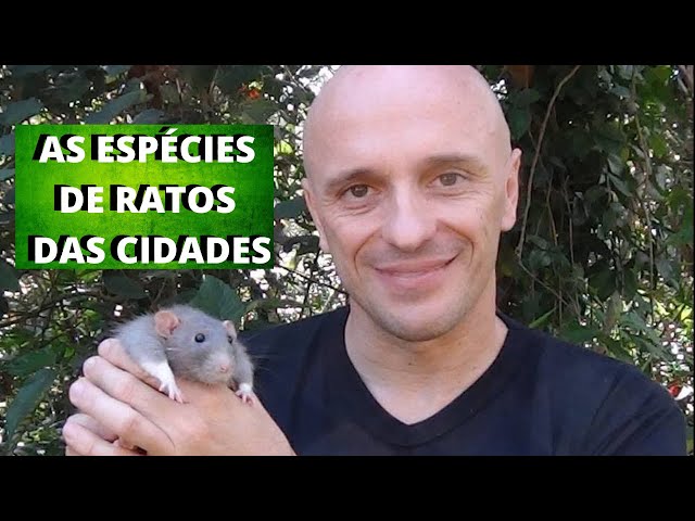 Espécies de Ratos