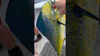 Great Mahi Fishing