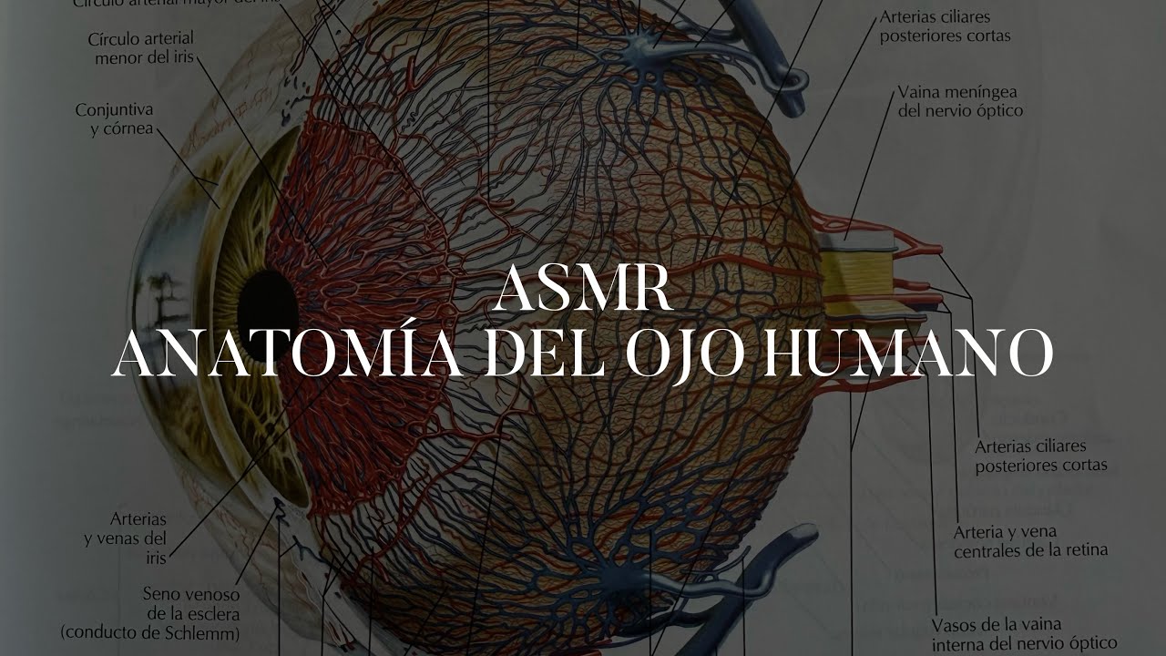 ASMR | Anatomía del Ojo Humano [Medicine to help you sleep]