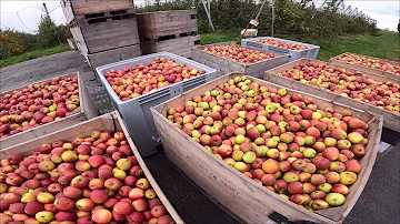 Quand la cueillette des pommes ?