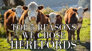 Top 5 Reasons We Chose Hereford Cattle for the Homestead