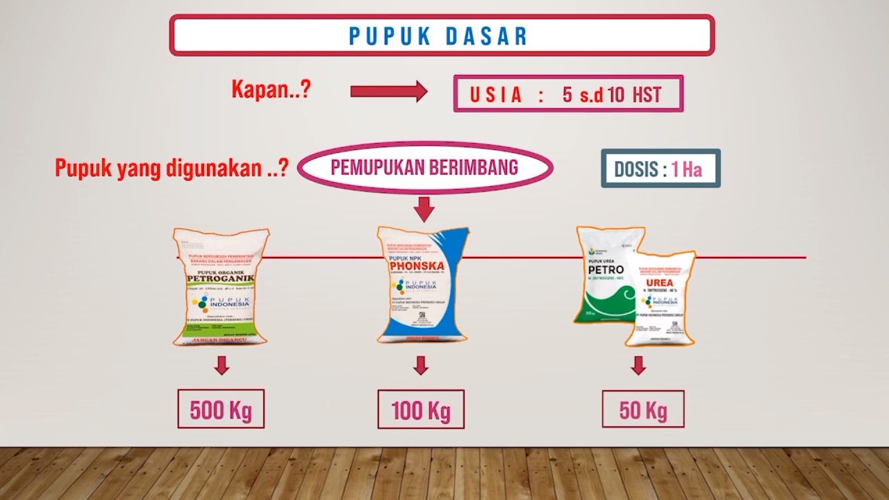 Pemupukan Berimbang YouTube