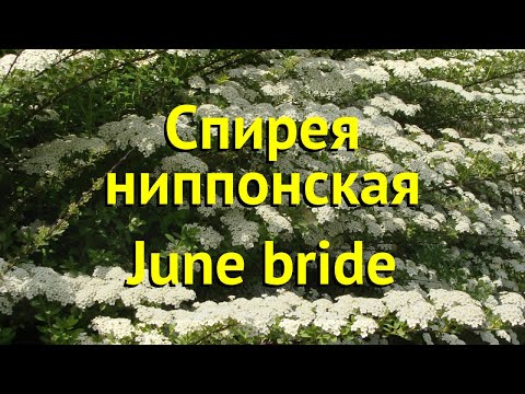 Спирея ниппонская Джун брид. Краткий обзор, описание характеристик spiraea nipponica June bride