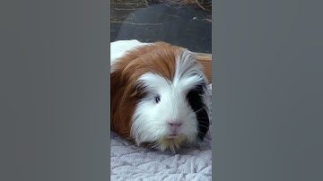 Thumbnail of Most dramatic guinea pig wheek ever! Minnie’s reaction to Lulu’s wheeking: 👀👀👀
