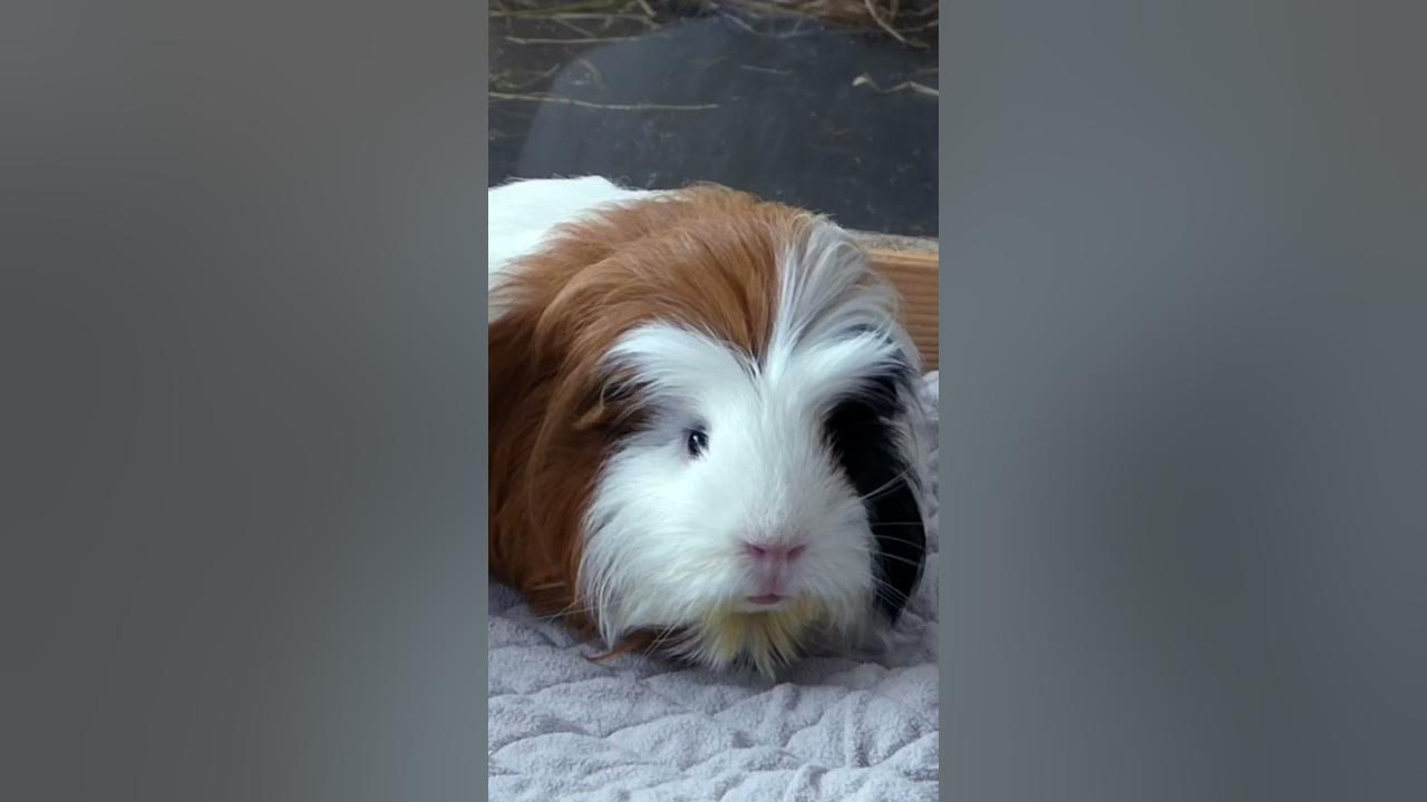 Most dramatic guinea pig wheek ever! Minnie’s reaction to Lulu’s wheeking: 👀👀👀