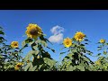 Zonnebloemen op Noord